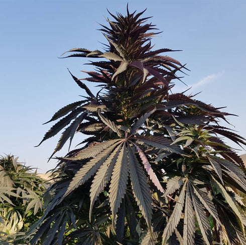 Afghan Selection - Baharak